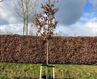 Boom geplaatst voor een schutting in openbare ruimte