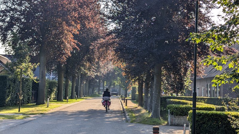 bomen, fietser, kantstraat